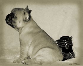 Bulldogbaby.jpg