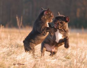 20-10-20  cm. Raufen.jpg