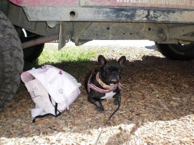 messehund kissingen.JPG